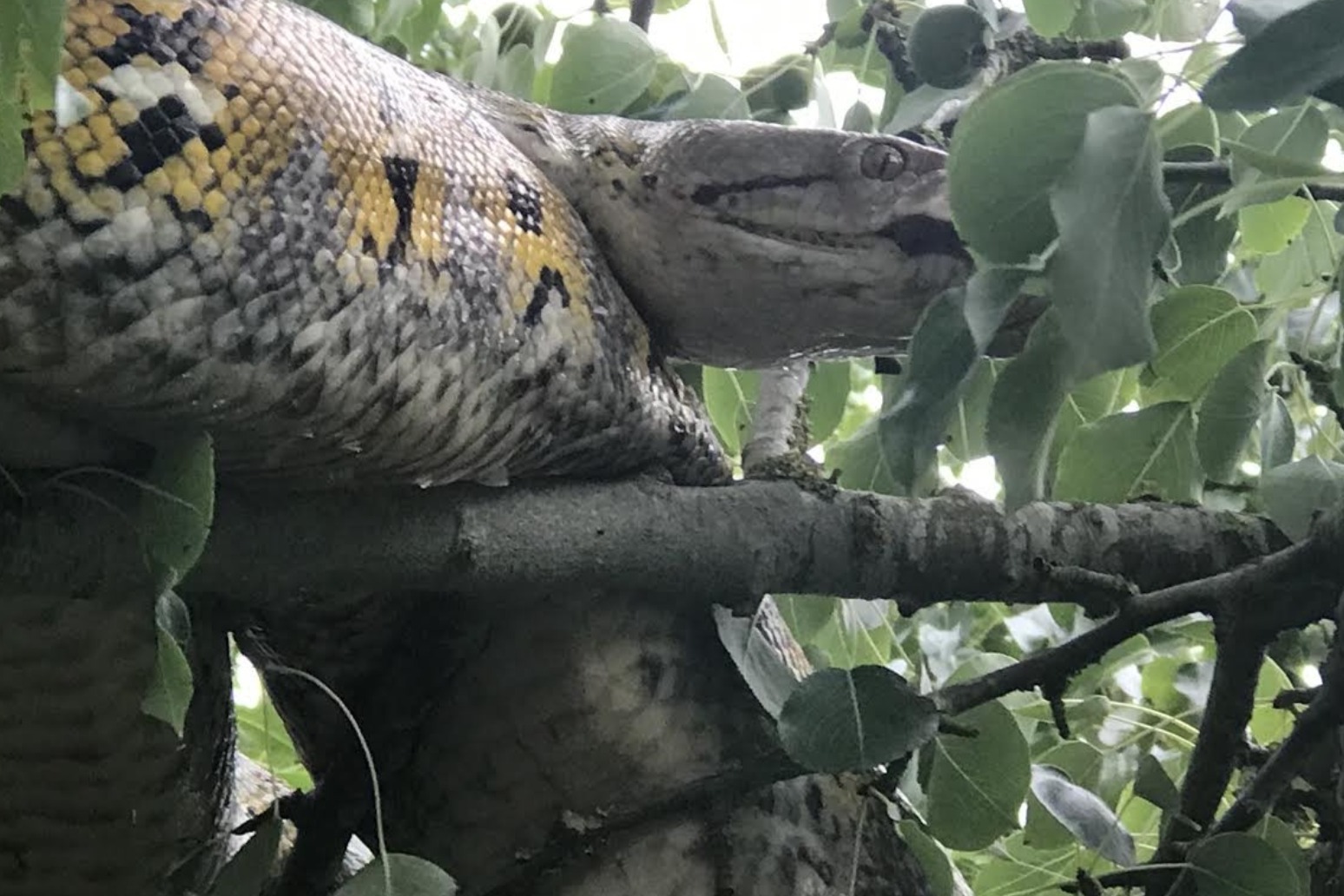 Rescuing 10ft python from tree ‘reminiscent of The Jungle Book’