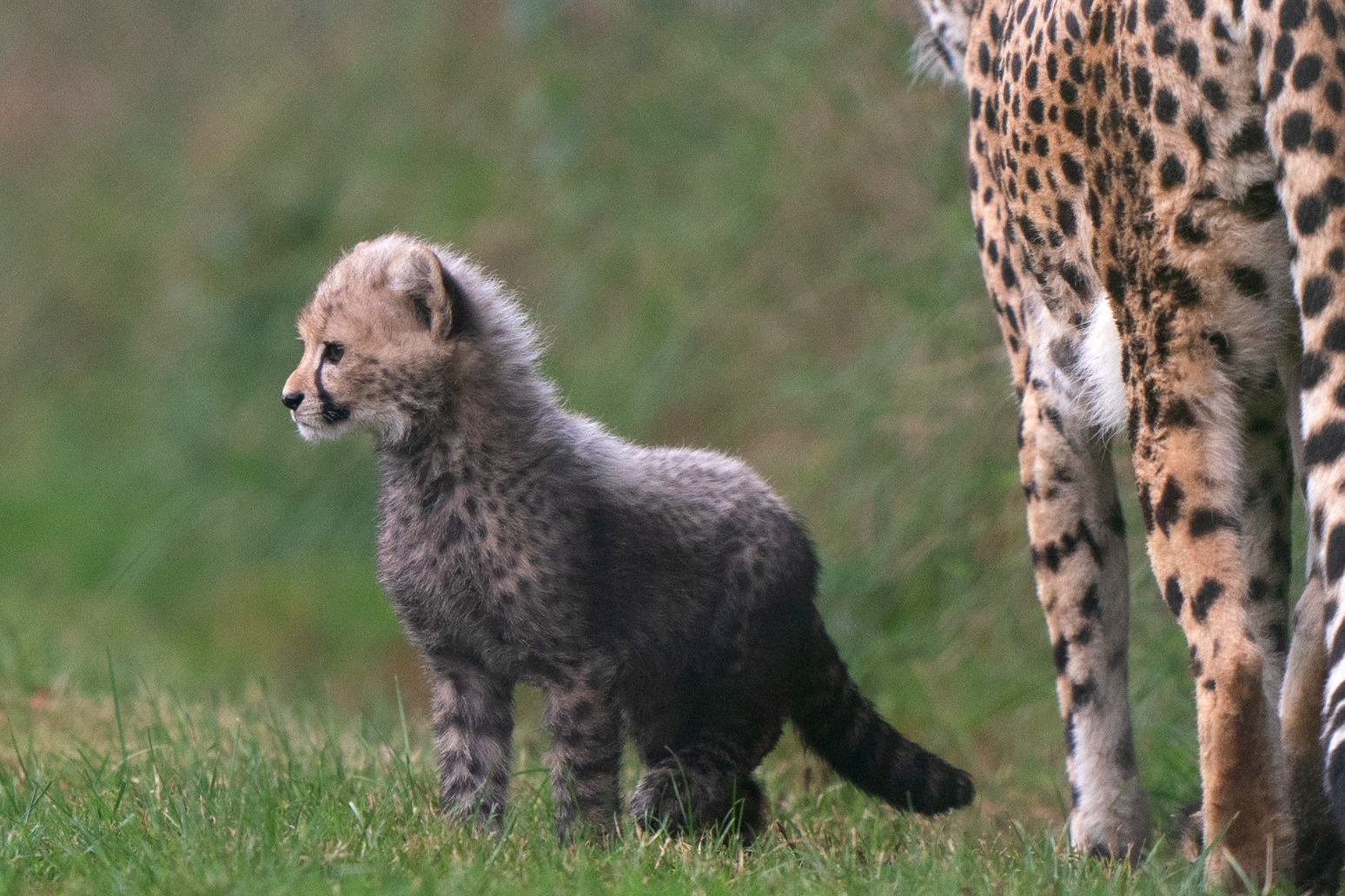 Public gets glimpse of East Anglia’s baby cheetah two years in the making