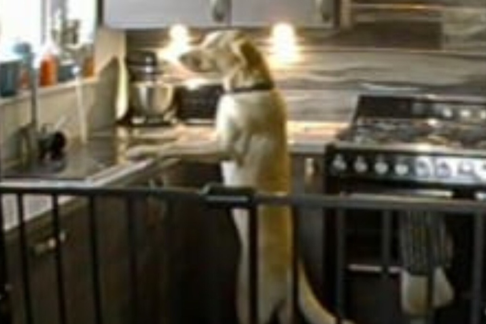 Dog turning on kitchen tap among more unusual canine-related insurance claims