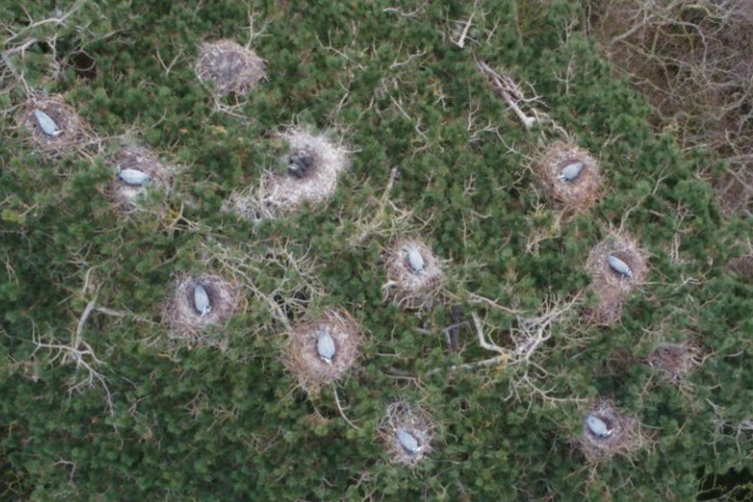 Drone gives bird’s eye view of heronry and reveals more nests than expected