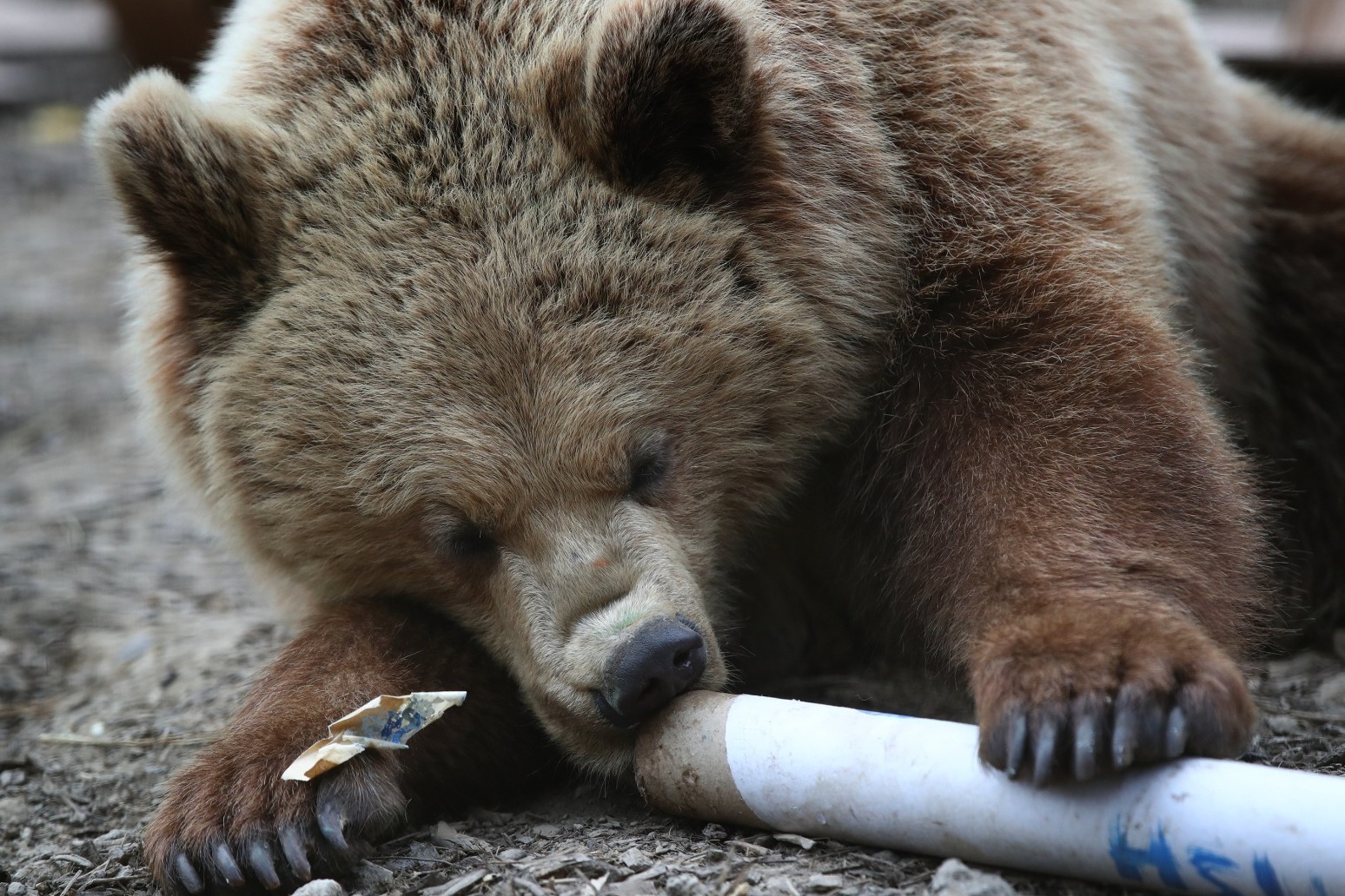 ‘Some female bears may pick dens near people to keep threat of males away’