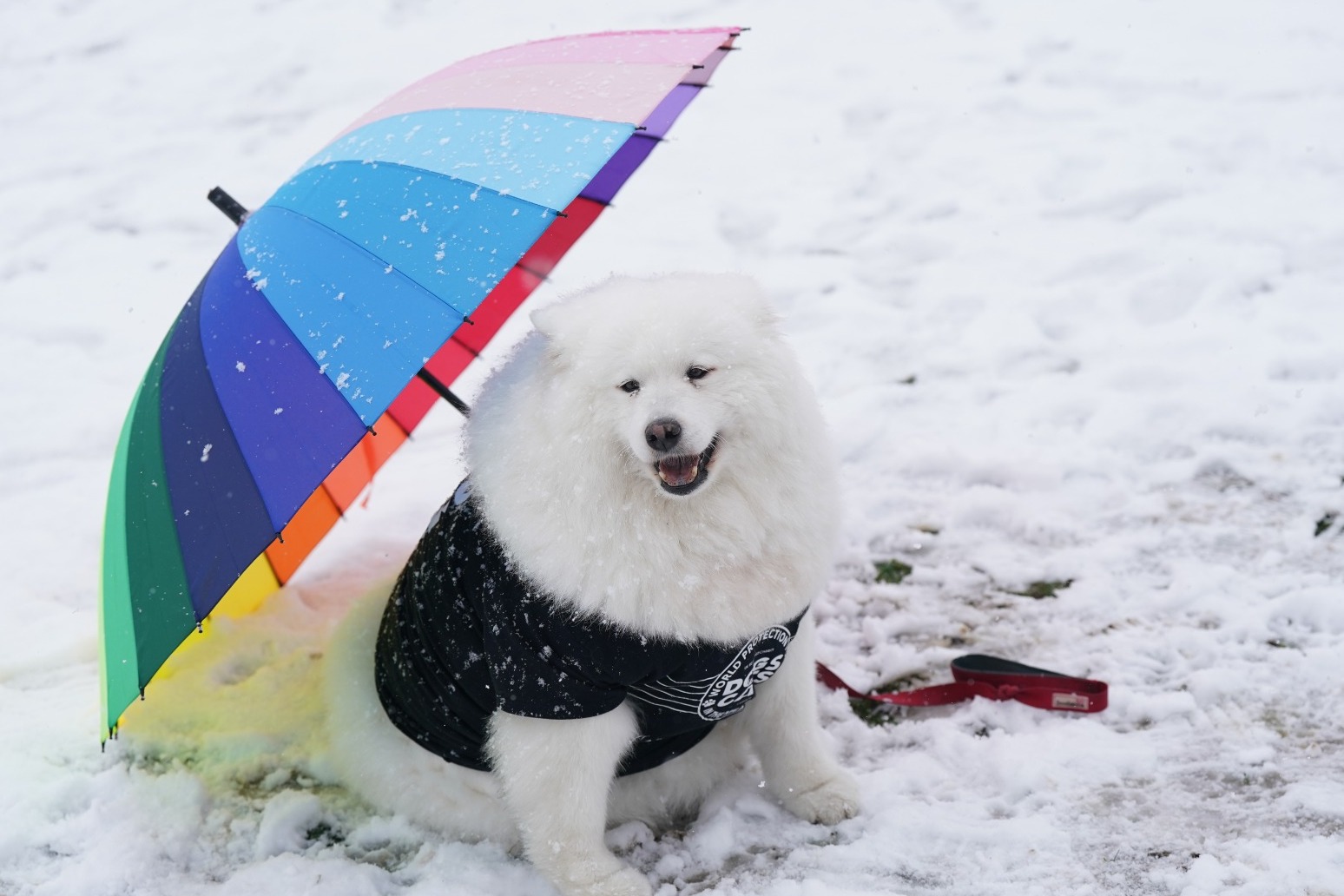Dogs donning colourful outfits strut their stuff as Crufts returns