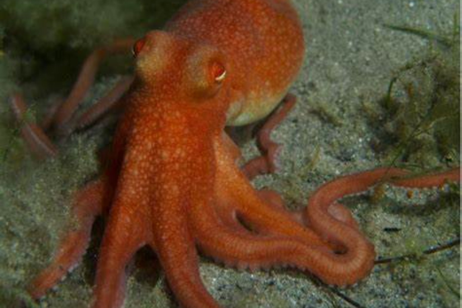 Lobsters, crabs, and octopuses can feel pain too, study finds