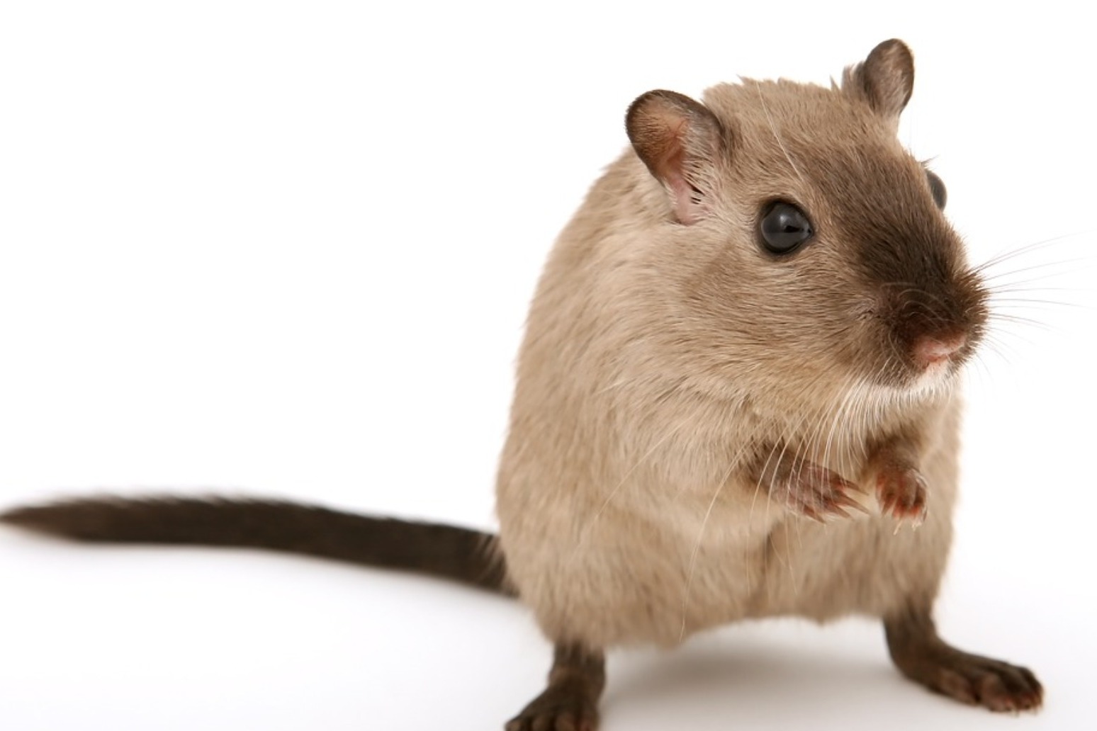 WOMAN LIVING IN VAN GIVES UP HER 320 PET RATS