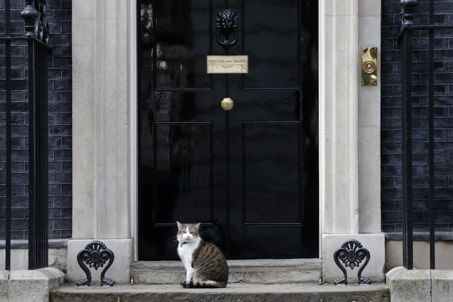 Chief mouser Larry the cat celebrates 10 years in Downing Street